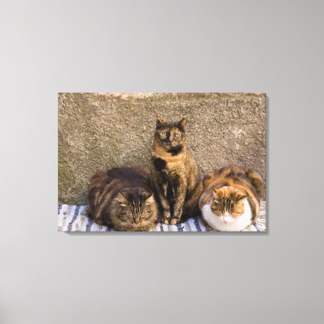 Lienzo Italia, Cinque Terre, Vernazza. Tres gatos (Anverso)