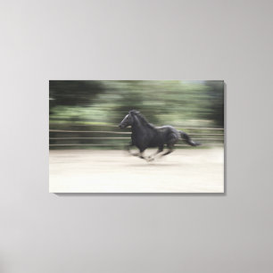 Lienzo Italia, Latium, galope del caballo de Maremma