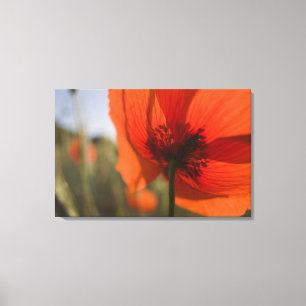 Lienzo Italia, Toscana, Amapolas de verano en Toscana Wid
