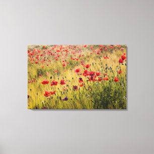 Lienzo Italia, Toscana, Amapolas en campo de trigo primav
