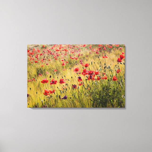 Lienzo Italia, Toscana, Amapolas en campo de trigo primav (Anverso)