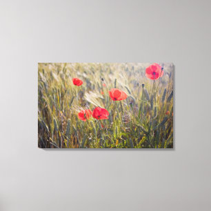 Lienzo Italia, Toscana, Amapolas y Trigo de Verano en