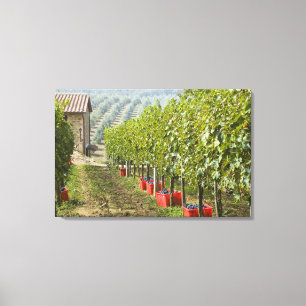 Lienzo Italia, Toscana, Montalcino. Bins de cosecha