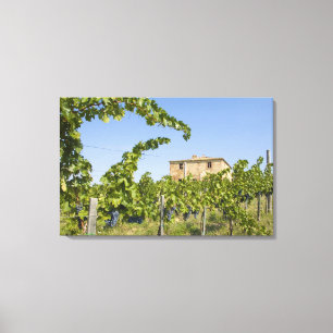 Lienzo Italia, Toscana, Montepulciano. Uvas de vino lista