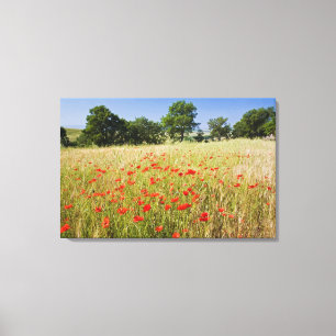 Lienzo Italia, Toscana, Prado con amapolas de verano y