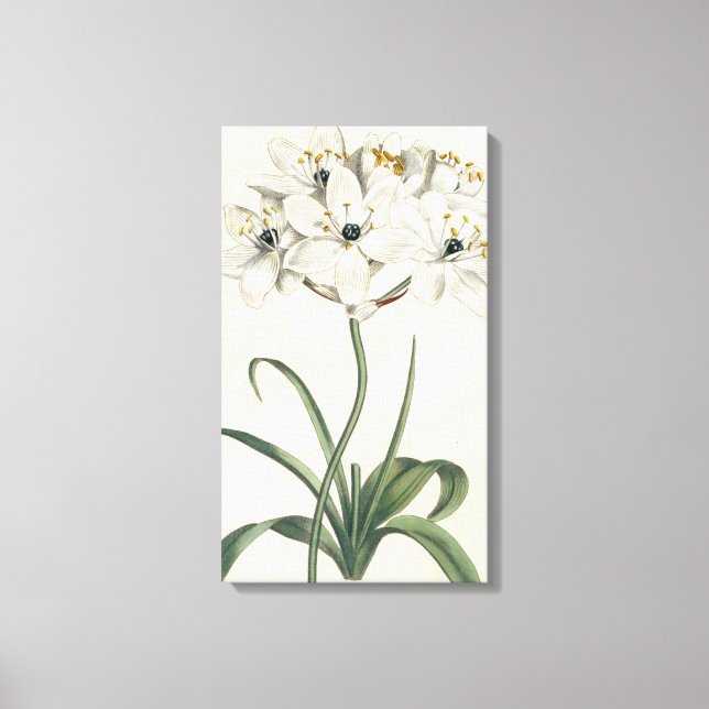 Lienzo Ivory Garden (Anverso)