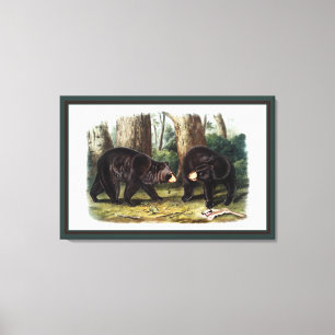 Lienzo J.W. Audubon - Oso Negro Ursus Americanus
