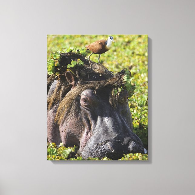 Lienzo Jacana sobre Hippo's (Hippopótamo) (Anverso)