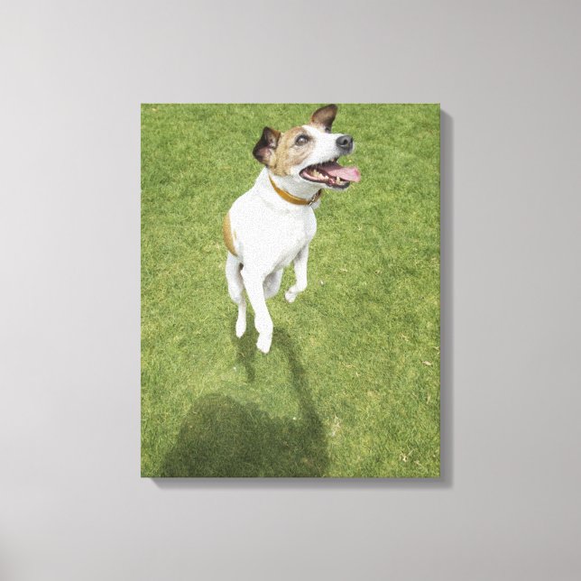 Lienzo Jack russell terrier saltando, vista elevada (Anverso)