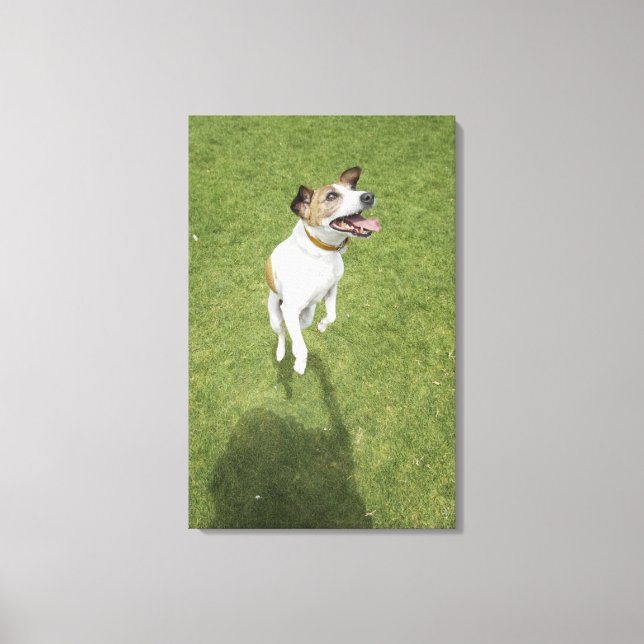 Lienzo Jack russell terrier saltando, vista elevada (Anverso)