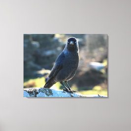 Lienzo Jackdaw