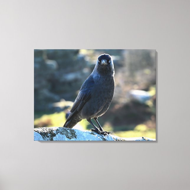 Lienzo Jackdaw (Anverso)