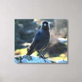 Lienzo Jackdaw