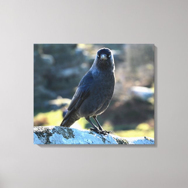 Lienzo Jackdaw (Anverso)