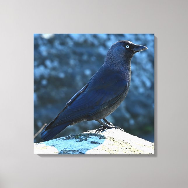 Lienzo Jackdaw (Anverso)