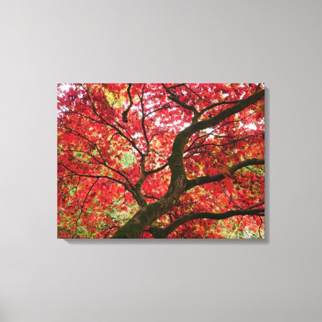 Lienzo Japanese Maple Canvas Print (Anverso)