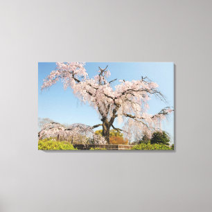 Lienzo Japón, Kyoto. Árbol de cerezo llorón bajo cielo az