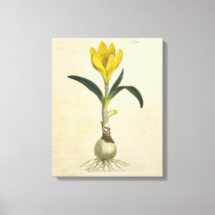 Lienzo Jardín Botánico de Tulipanes Amaryllis Flor
