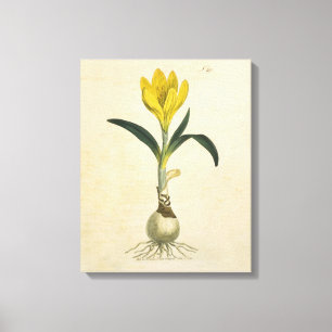 Lienzo Jardín Botánico de Tulipanes Amaryllis Flor