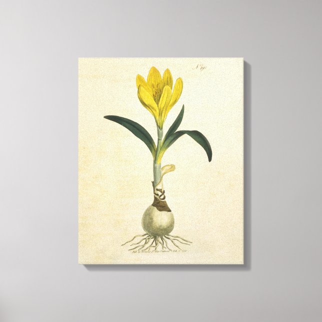 Lienzo Jardín Botánico de Tulipanes Amaryllis Flor (Anverso)