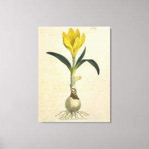 Lienzo Jardín Botánico de Tulipanes Amaryllis Flor