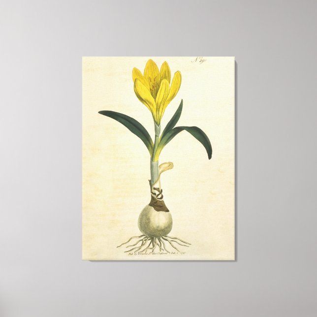 Lienzo Jardín Botánico de Tulipanes Amaryllis Flor (Anverso)