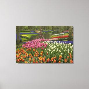 Lienzo Jardín de tulipanes e hyacinth, Keukenhof Gardens,