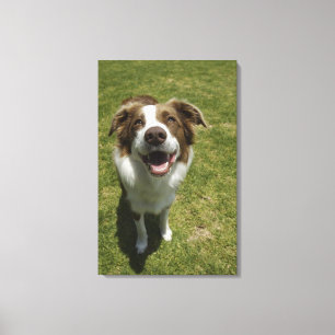 Lienzo Jardines botánicos, Sydney, Nuevo Gales del Sur, 