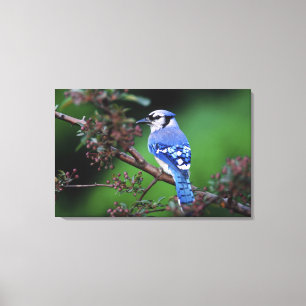 Lienzo Jay azul, Cyaoncitta cristata