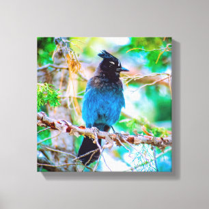 Lienzo Jay de Steller - Fotografía original