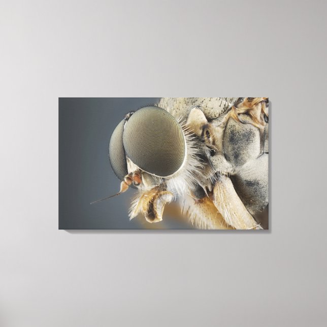 Lienzo Jefe de la Mosca de Snipe (Anverso)