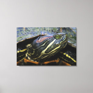 Lienzo Jicotea de oreja roja, Trachemys scripta elegans,