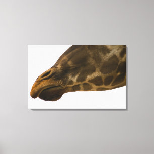 Lienzo Jirafa, cierre para arriba