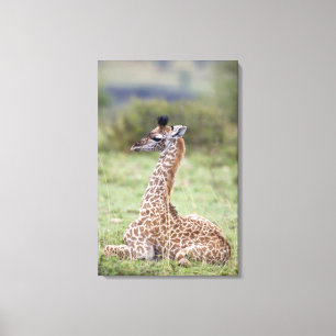 Lienzo Jirafa joven del Masai (camelopardalis del Giraffa