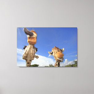 Lienzo Jirafa reticulada (camelopardalis del Giraffa) 2