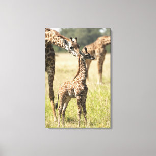 Lienzo jirafas Masai, Giraffa camelopardalis 2