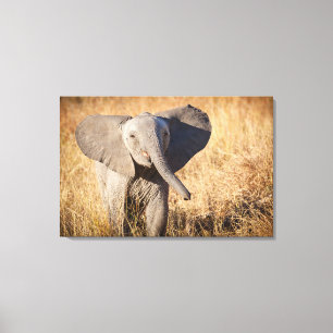 Lienzo Joven elefante de sabana