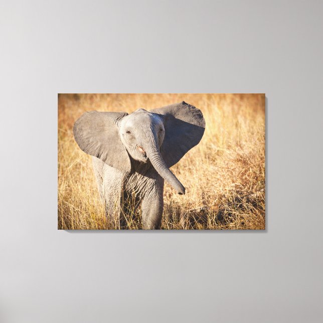 Lienzo Joven elefante de sabana (Anverso)