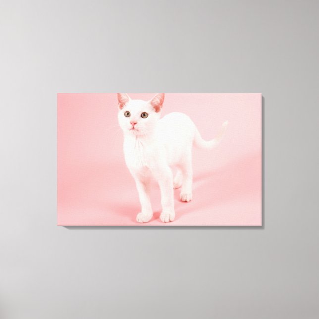 Lienzo Joven gato blanco 2 (Anverso)