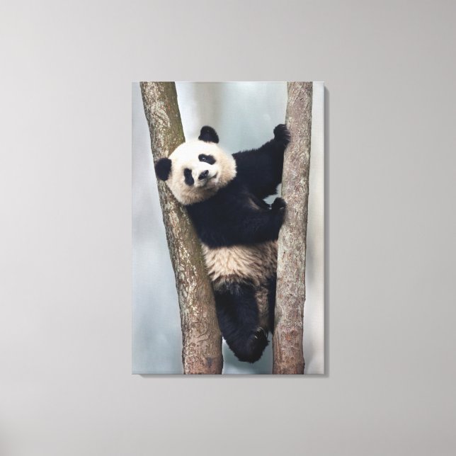 Lienzo Joven panda subiendo a un árbol, China (Anverso)