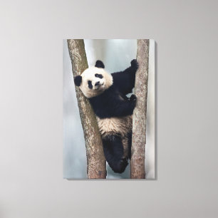 Lienzo Joven panda subiendo a un árbol, China