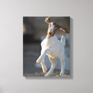 Lienzo Jugando Kid Goat
