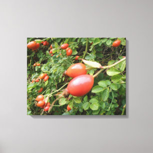 Lienzo Juicy Red Rose Hips Canvas Print