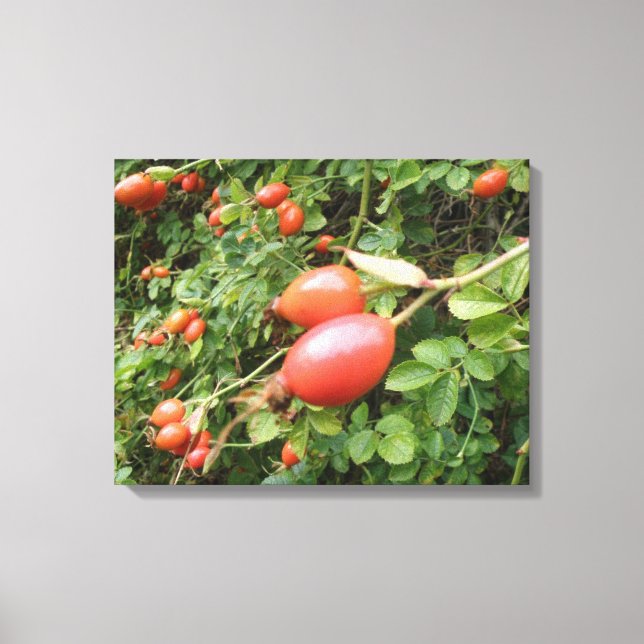 Lienzo Juicy Red Rose Hips Canvas Print (Anverso)
