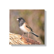 Junco de ojos oscuros