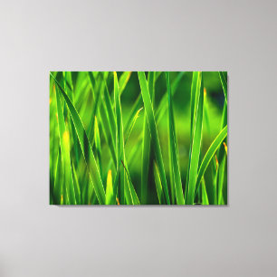 Lienzo Juncos verdes brillantes en Cattail Marsh en Color