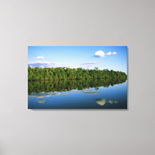 Lienzo Juruena, Brasil. Orilla del río boscosa reflejada