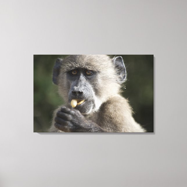 Lienzo Juvenile Chacma baboon (Papio ursinus) come nueces (Anverso)