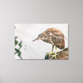 Lienzo Juvenile Heron