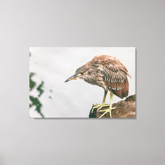 Lienzo Juvenile Heron (Anverso)